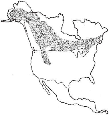 Range of the Canadian Moose, Alaskan Moose, and Shiras Moose