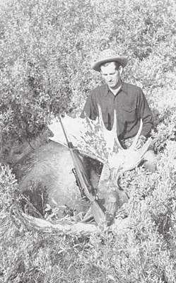 Record Shiras moose bull