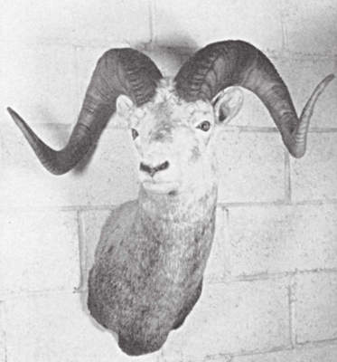 Stone Ram trophy of successful sheep hunting