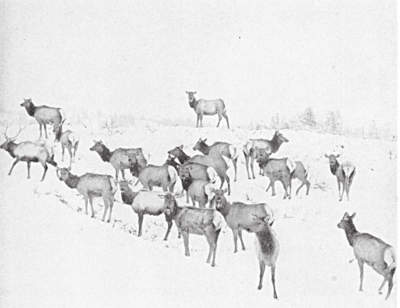 Cows and Bull Elk in Snow