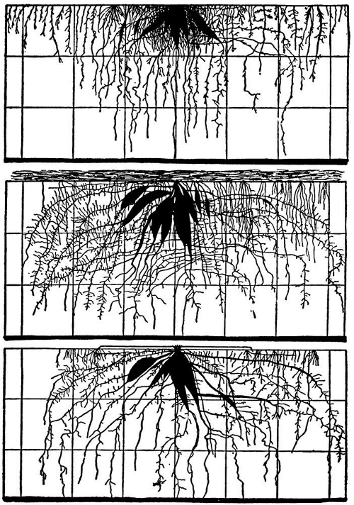 Root system of sweet potato