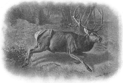 Walter Winans deer painting